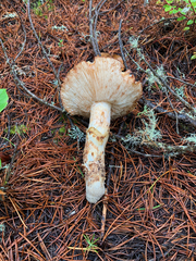 Tricholoma matsutake