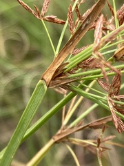 Cyperus denudatus