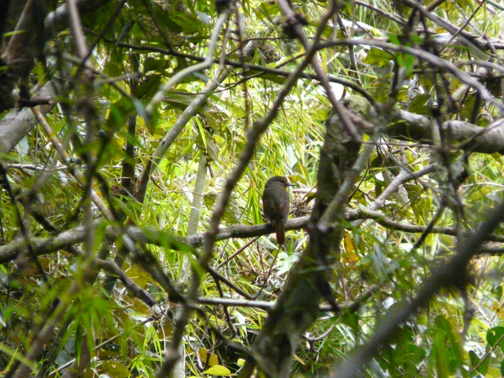Furtive Flycatcher
