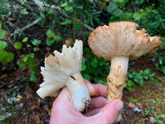 Tricholoma matsutake