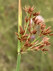 Cyperus denudatus