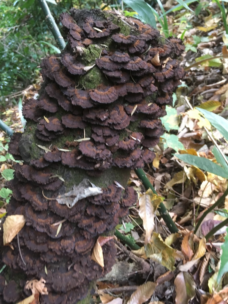 Daedaleopsis confragosa tricolor · November 2017 · photo: © dschigel (iNaturalist, cc-by)