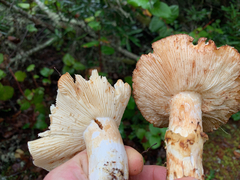 Tricholoma matsutake