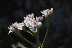 Veronica lavaudiana