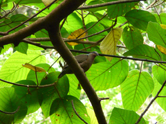 Phapitreron leucotis