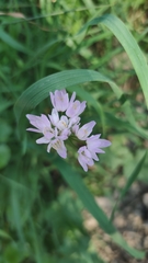 Allium roseum