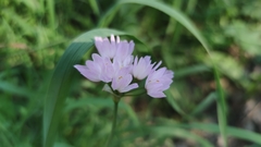Allium roseum