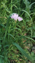 Allium roseum