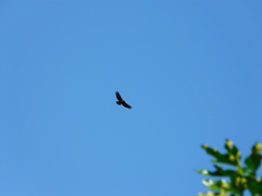 Spilornis holospilus