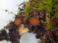 Sclerotinia trifoliorum