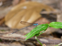 Risiocnemis serrata
