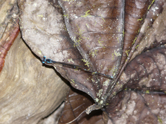 Risiocnemis serrata