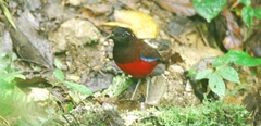 Erythropitta venusta