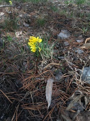 Gymnospermium altaicum