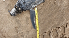 Spheniscus magellanicus