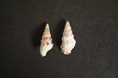 Cerithium eburneum