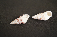 Cerithium eburneum