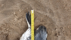 Spheniscus magellanicus