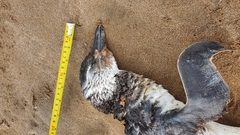 Spheniscus magellanicus