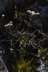 Veronica lavaudiana