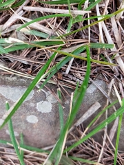 Dasylobus graniferus