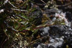 Veronica lavaudiana