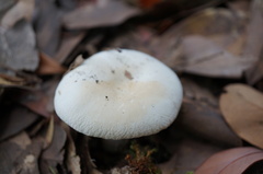 Russula albidula