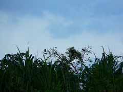 Ducula bicolor