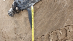 Spheniscus magellanicus