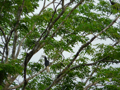 Anthracoceros marchei