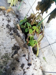 Chelidonium majus