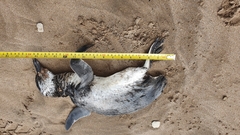 Spheniscus magellanicus