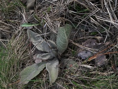 Verbascum songaricum