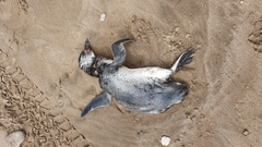 Spheniscus magellanicus