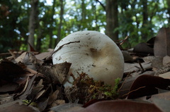 Russula albidula