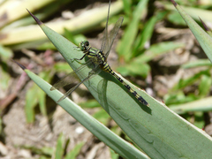 Orthetrum serapia