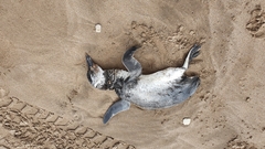 Spheniscus magellanicus