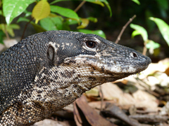 Varanus palawanensis