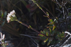 Veronica lavaudiana