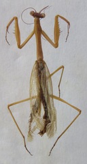 Stagmomantis nahua
