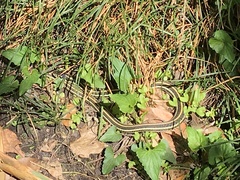 Thamnophis sirtalis annectens