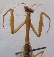 Stagmomantis nahua
