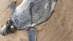 Spheniscus magellanicus