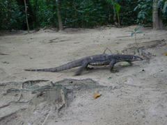 Varanus palawanensis