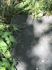 Thamnophis sirtalis annectens