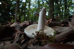 Russula albidula