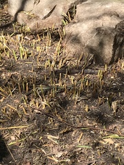 Thamnophis sirtalis annectens