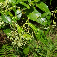 Tarenna pavettoides