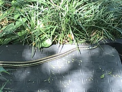 Thamnophis sirtalis annectens