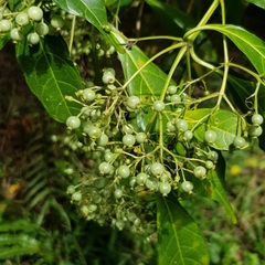 Tarenna pavettoides